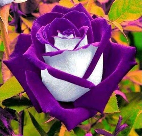 Purple and White.jpg